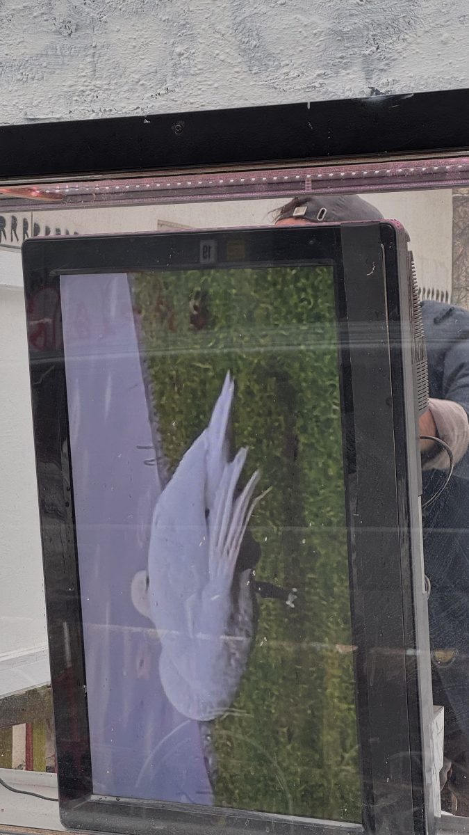 Q1_2026_Showcase_CarlosPesudo_05