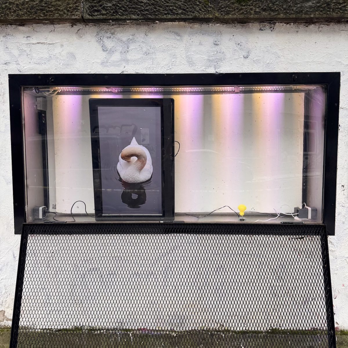 Q1_2026_Showcase_CarlosPesudo_07